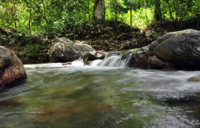 Entidades celebran hoy el Día Mundial de la Tierra
